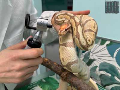 ...per controllargli gli occhi con un oftalmoscopio